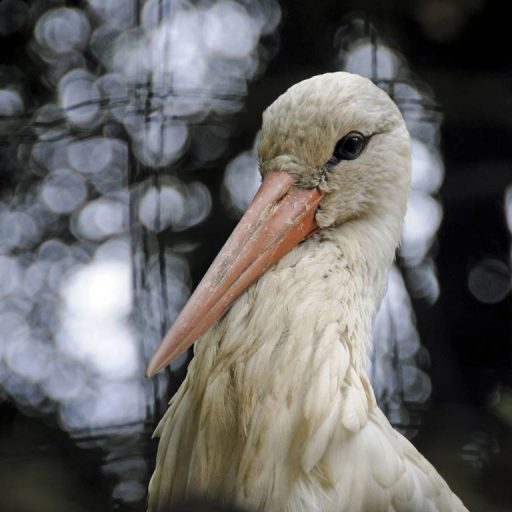 Billede af stork